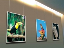 花鳥(niǎo)-LED超薄燈箱